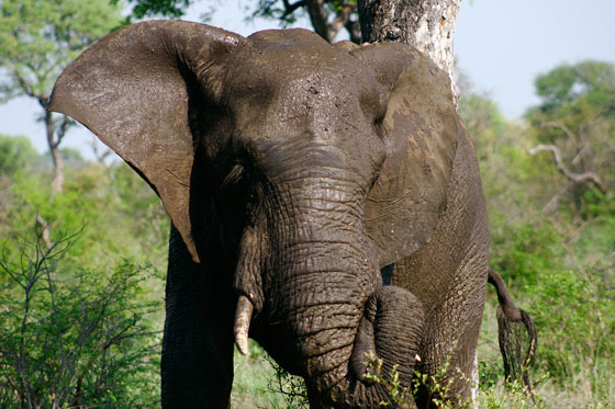 Elefant, Foto: Patrick Brandt